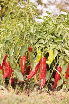 farm of green and red peppers