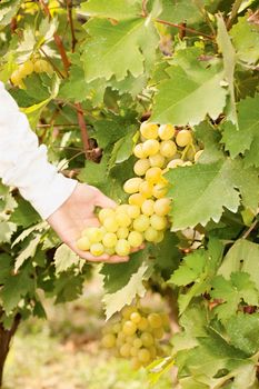 Picking grape in a vineyard