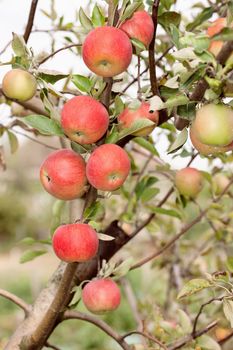 Red apples on branch