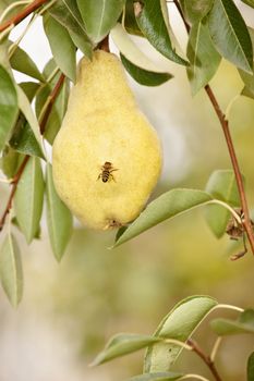 Bees flying around a pear in orchard