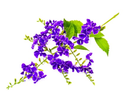 Violet color of Duranta erecta L. Verbenaceae
