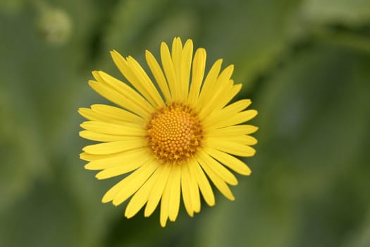 Yellow oxeye daisy closeup on green