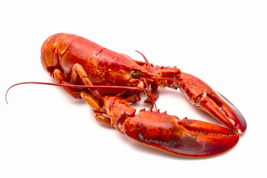 Fresh Lobster isolated on white background