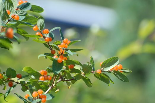 Orange berries