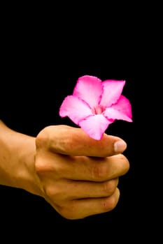 Pink flower in hand