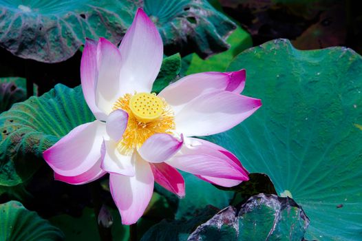 Pink lotus flower.  Lotus flower is a important symbol in buddha religion.