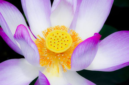 Macro Pink lotus flower.  Lotus flower is a important symbol in buddha religion.