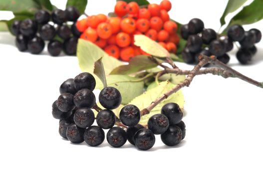 Ashberry and chokeberry with  leaves on a white background.