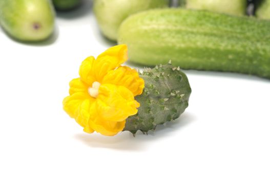 Green cucumber with a yellow flower on a white background.