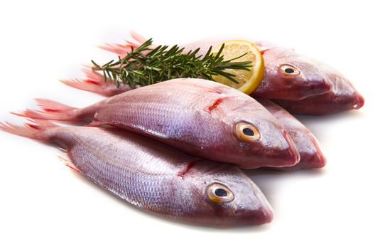 a group of sea bream with lemon and rosemary on white