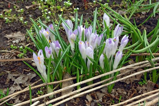 First spring crocus flowers in the garden in early spring