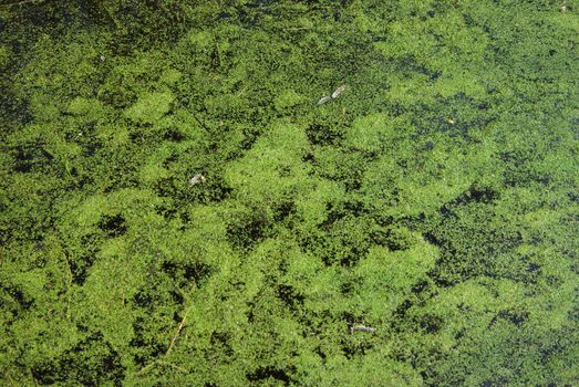 Swamp water in pond with duckweed as background