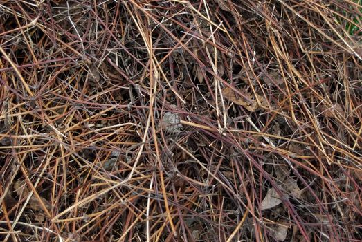 Pile of dry leaves and stems just after snow melt away in early spring.