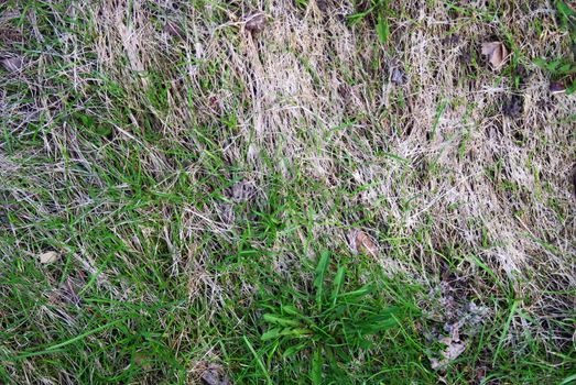 Young grass among dry one just after snow melting away