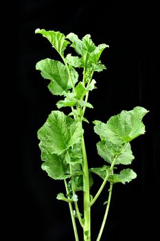 Top green leaves of mustard plant on black background