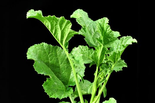 Top green leaves of mustard plant on black background