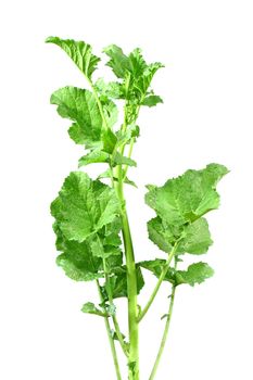 Top green leaves of mustard plant on white background