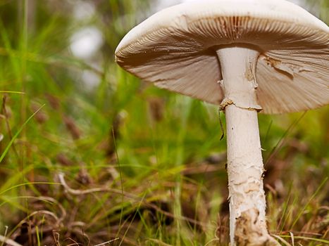 healthy mushroom fungi close up
