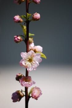 blooming cherry tree