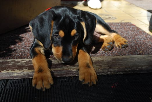 puppy