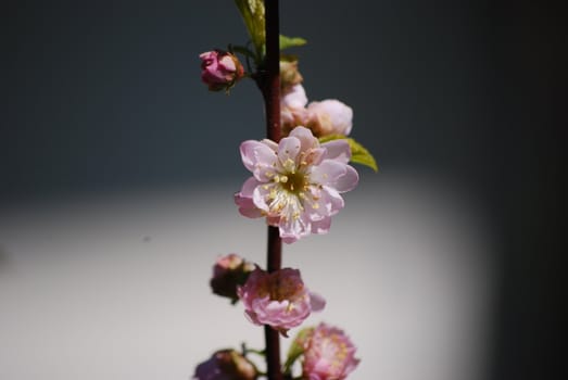 blooming cherry tree
