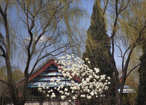 Wite Magnolias Green Willows Spring Summer Palace Beijing China