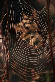 spider web