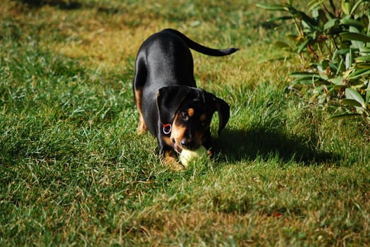 puppy