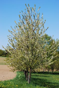 cherry tree in the spring