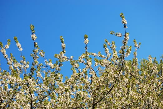blooming cherry tree