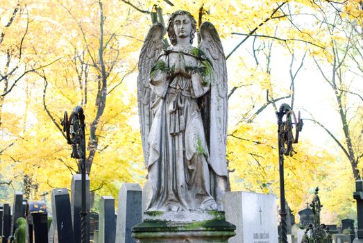 angel