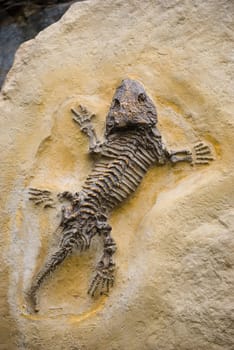 fossil