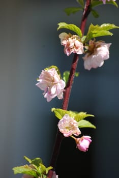 blooming cherry tree