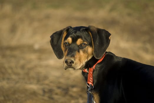 puppy