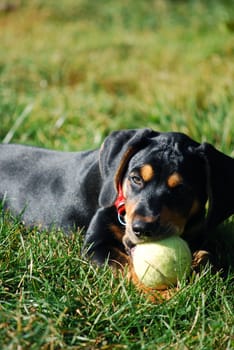 puppy
