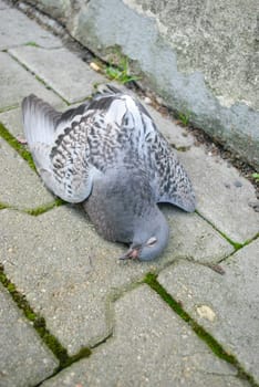 dead pigeon