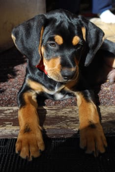 puppy