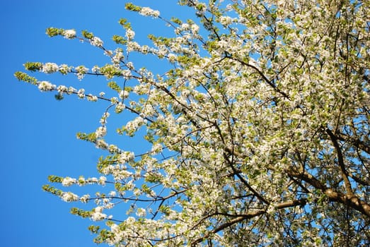 blooming cherry tree