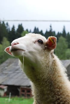 sheep