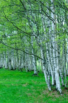 birches