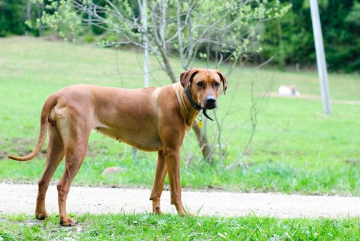 dog