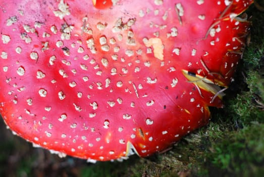 fly agaric