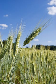 grain