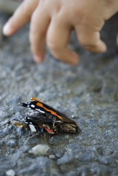 dead butterfly
