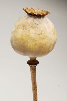 poppy head