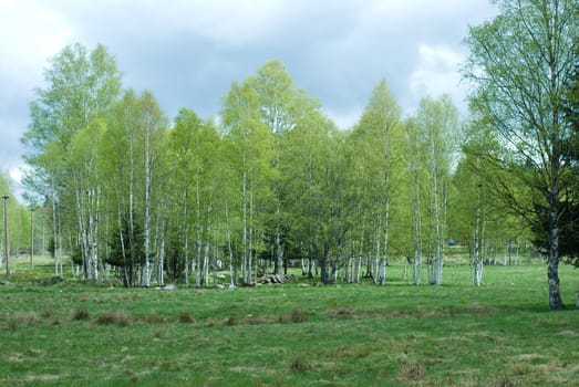 birches