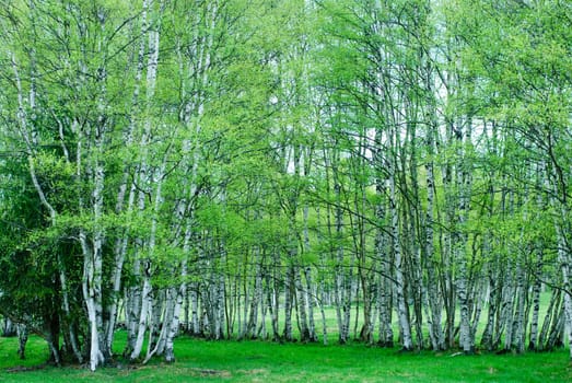 birches