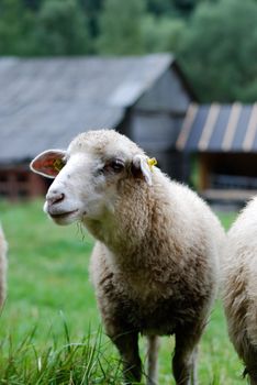 sheep
