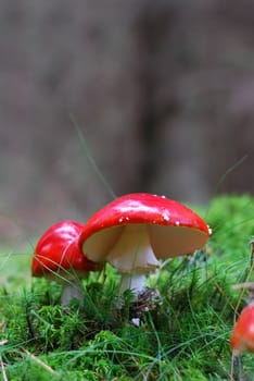 fly agaric