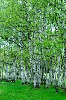 birches